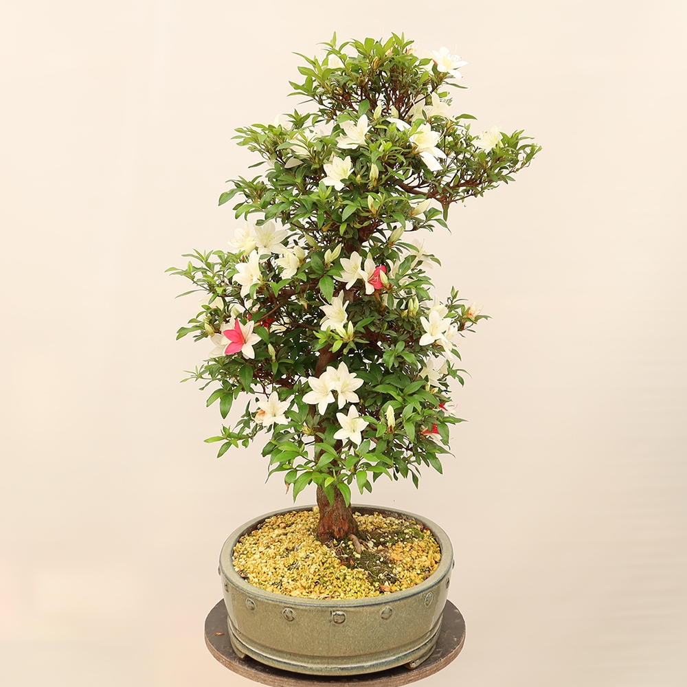 Venkovní bonsai - Japonská azalka - Azalea Chihiro