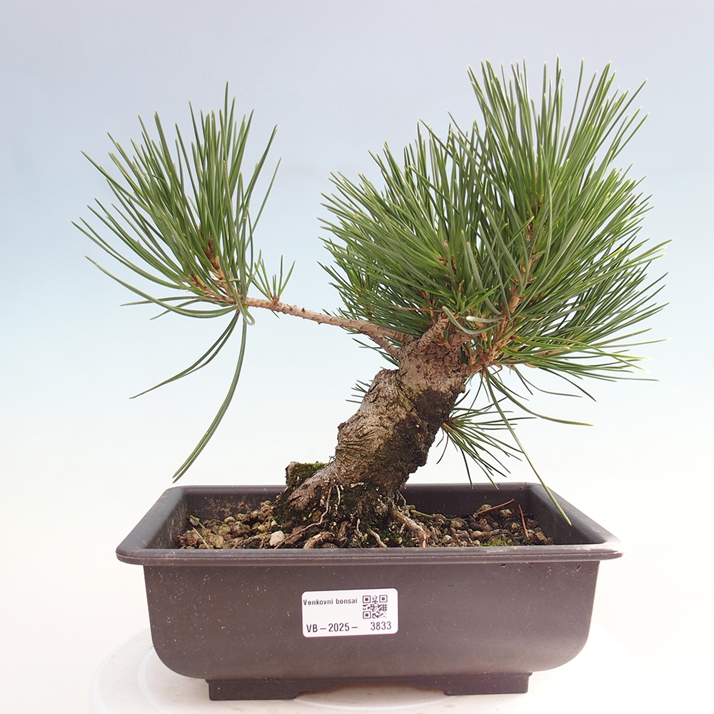 Venkovní bonsai - Pinus thunbergii - Borovice thunbergova