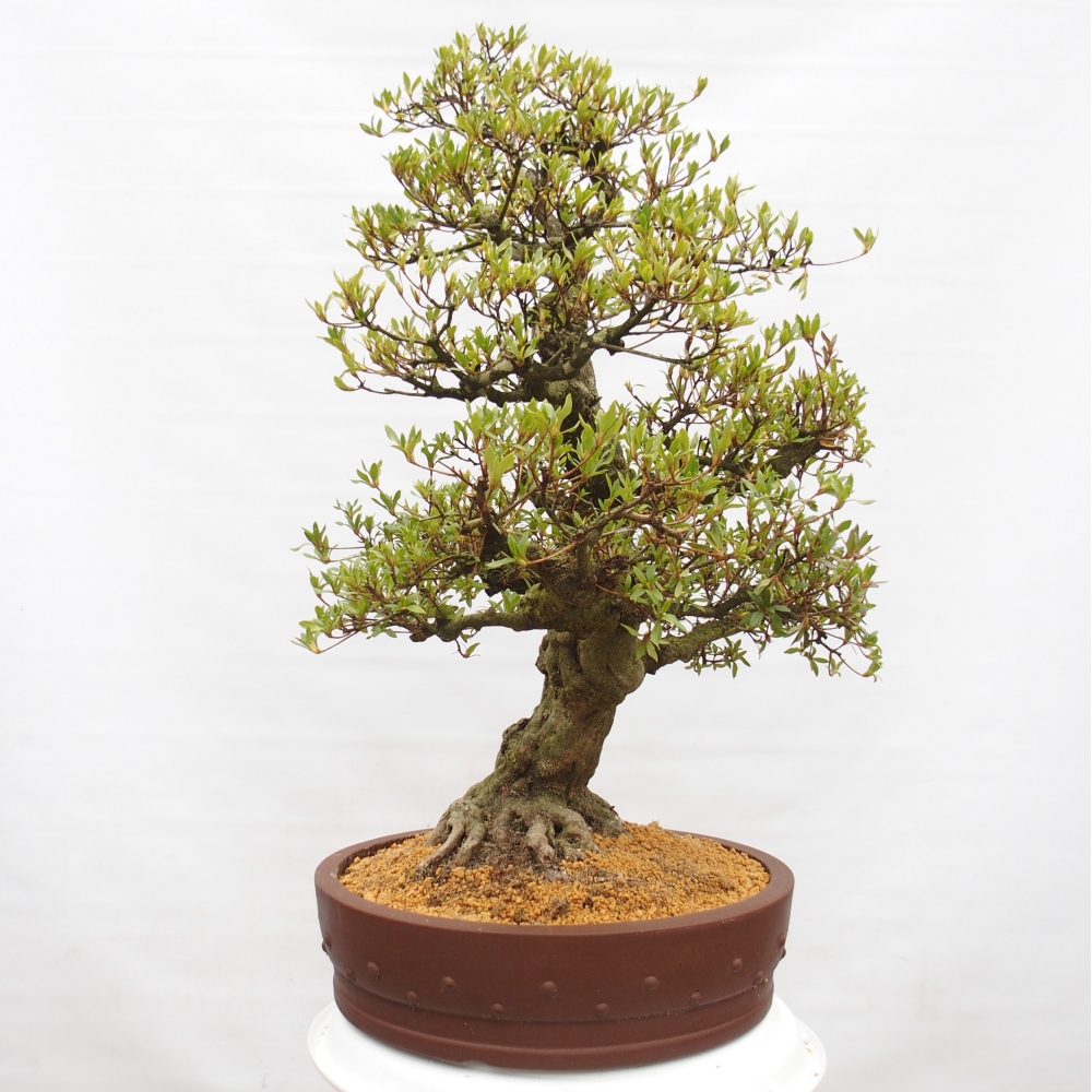Venkovní bonsai - Japonská azalka - Azalea Kotobukietsu