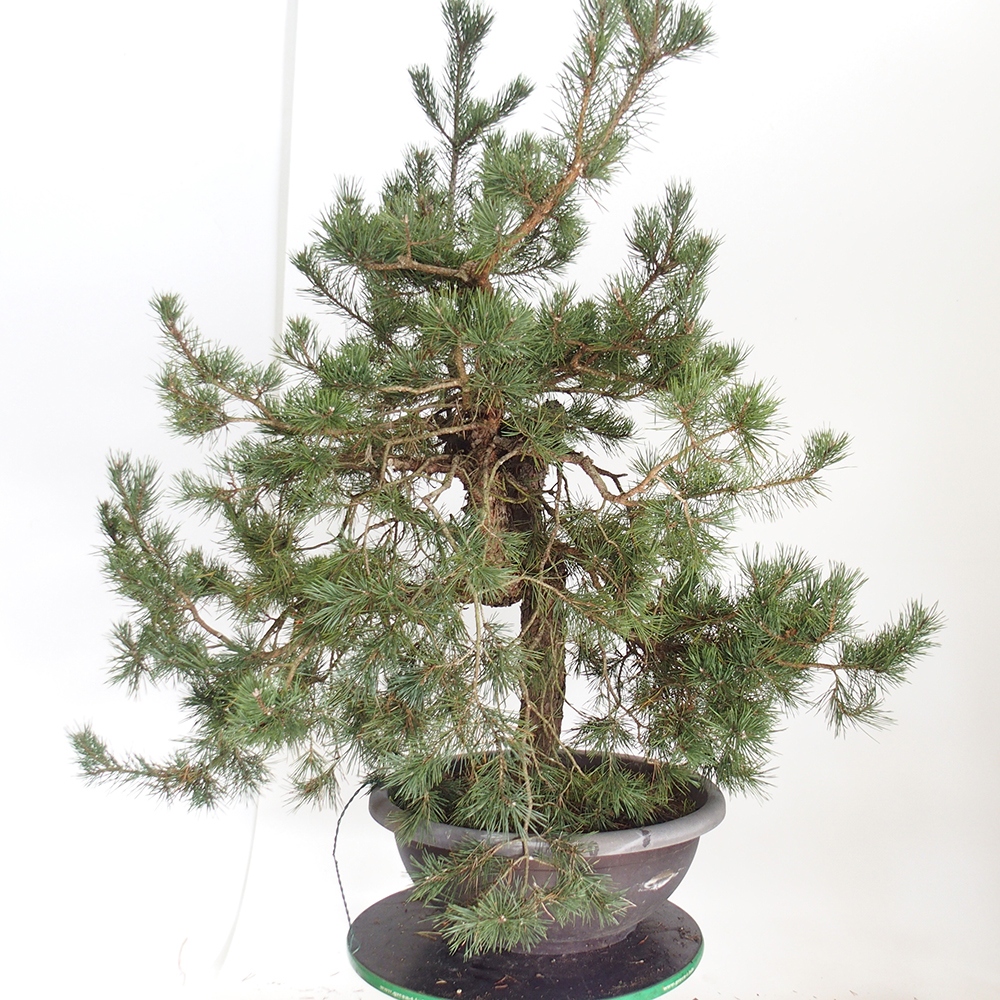 Yamadori - Pinus sylvestris Španělsko