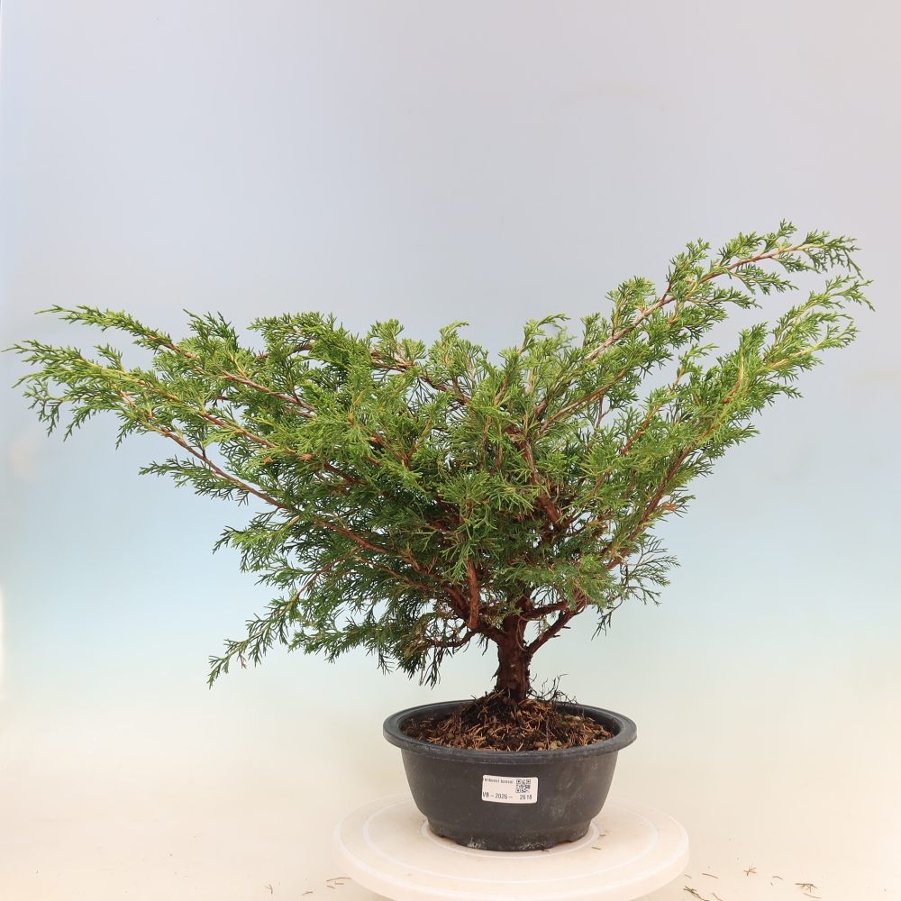 Venkovní bonsai - Juniperus chinensis Itoigawa -Jalovec čínský