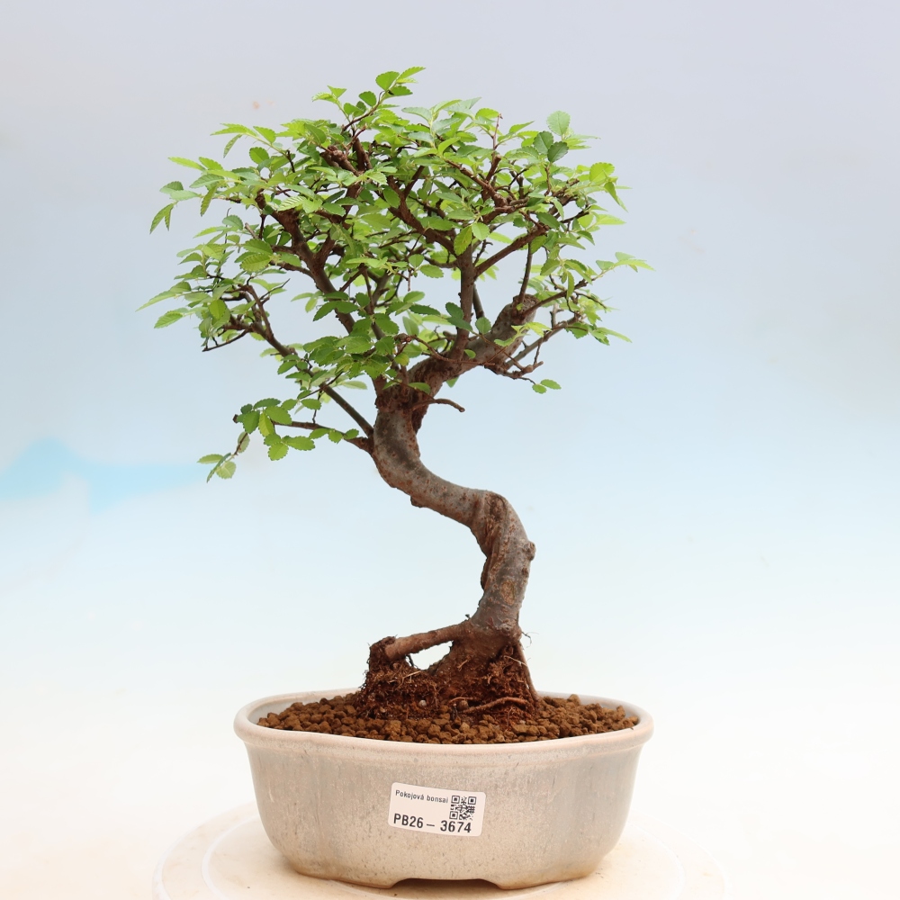 Pokojová bonsai - Ulmus parvifolia - Malolistý jilm