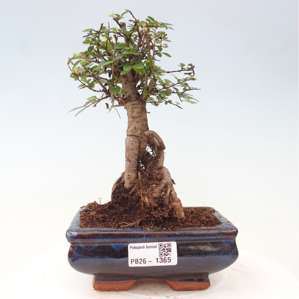 Pokojová bonsai - Ulmus parvifolia - Malolistý jilm