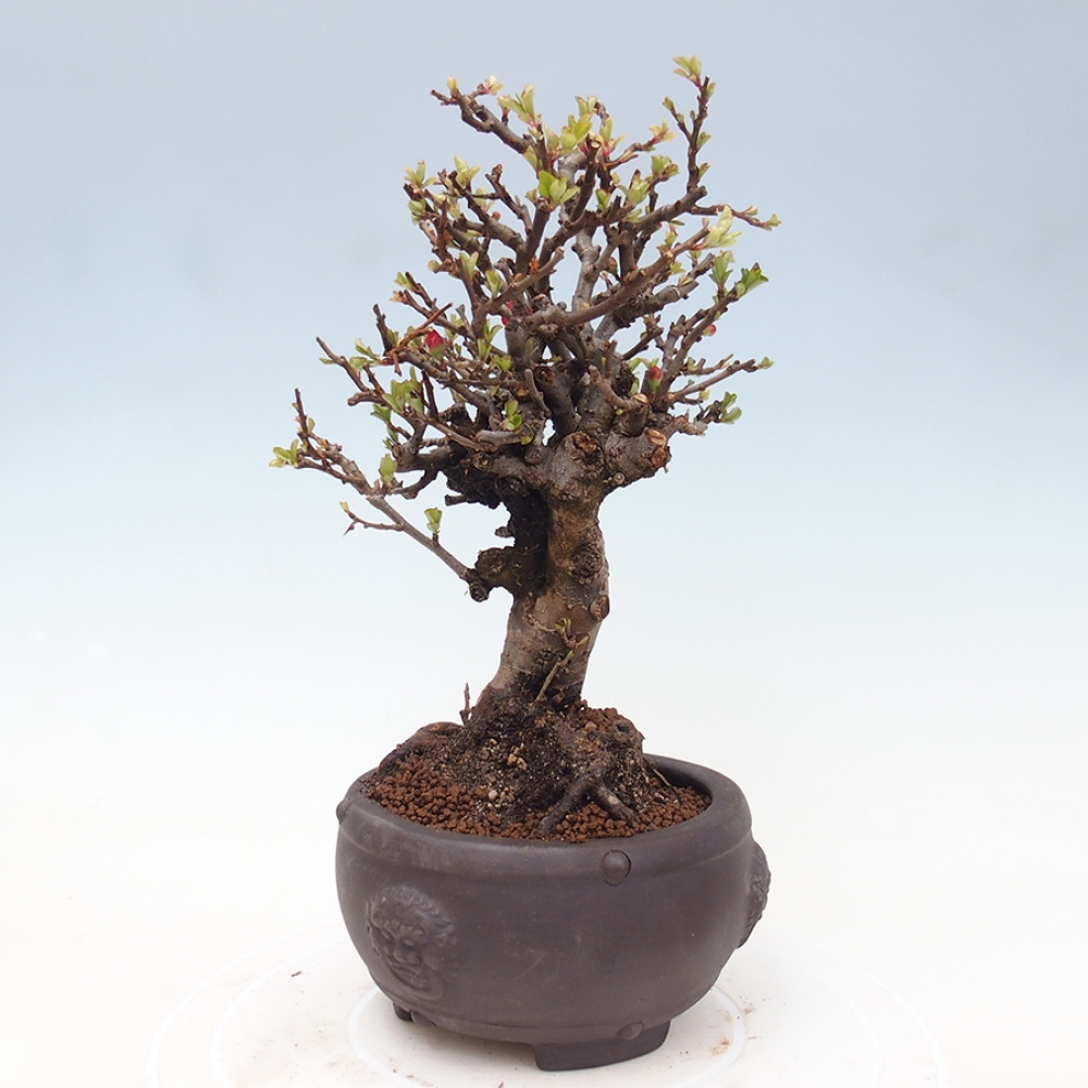 Venkovní  bonsai -  Chaneomeles speciosa - Kdoulovec ozdobný