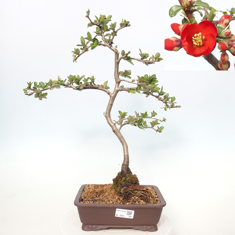 Venkovní bonsai - Chaneomeles sup. Nicoline - kdoulovec