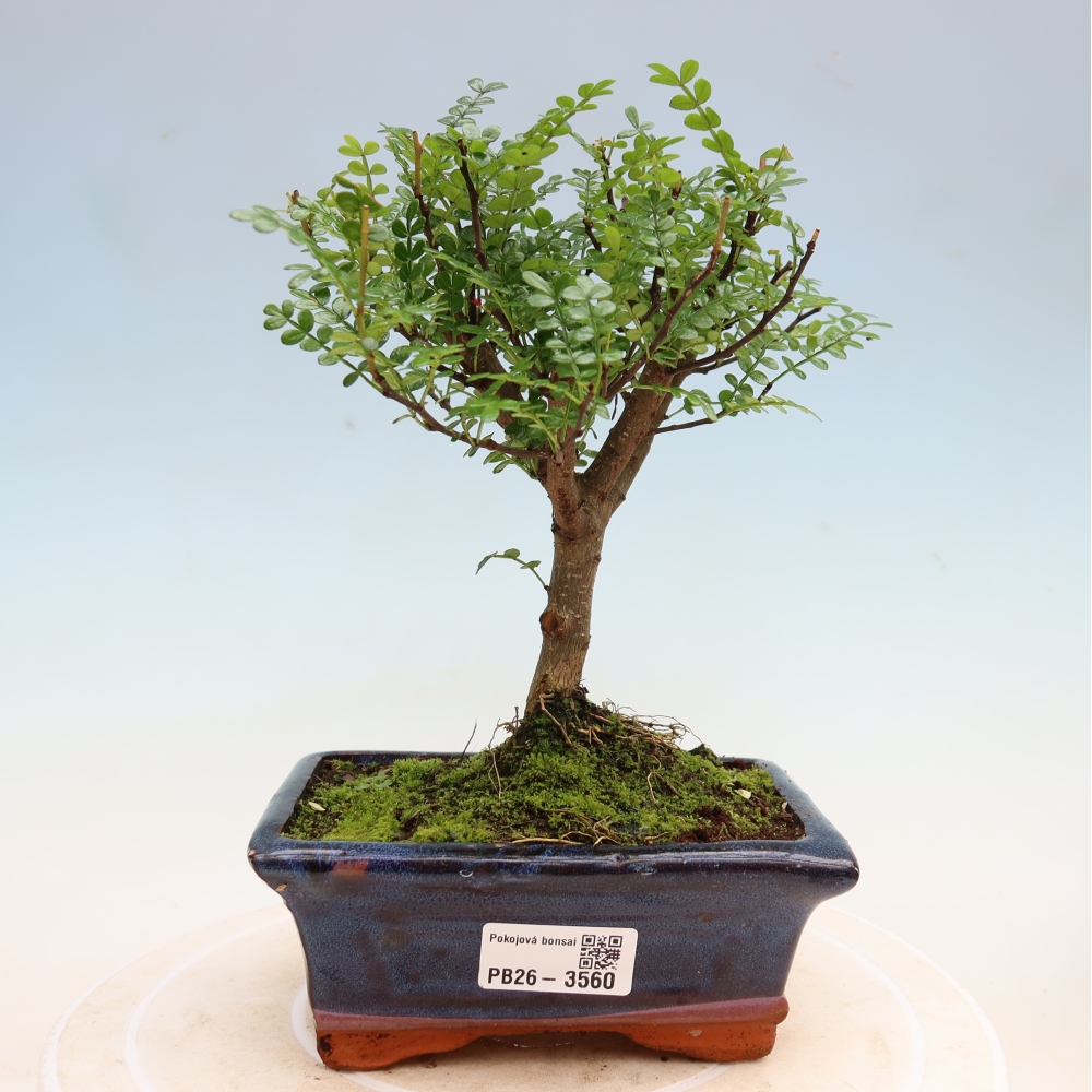 Pokojová bonsai - Zantoxylum piperitum - pepřovník