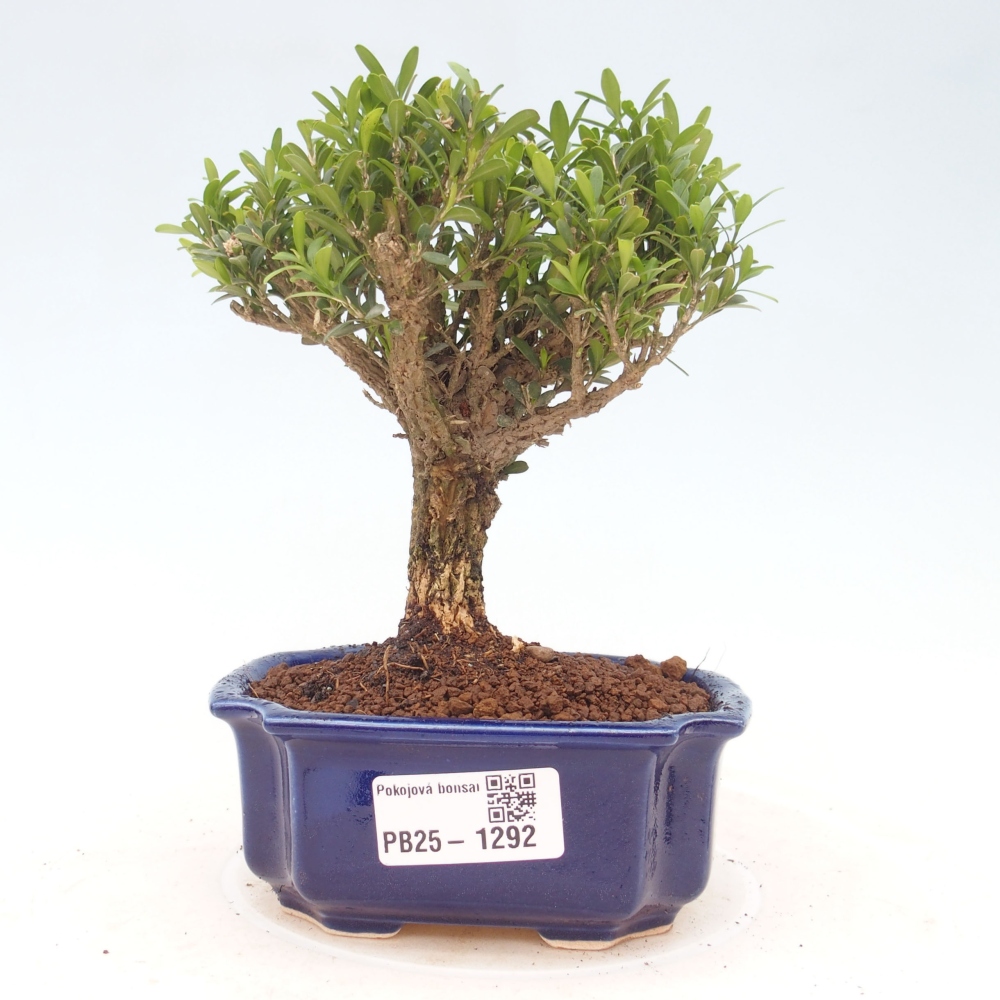 Pokojová bonsai - Buxus harlandii - korkový buxus