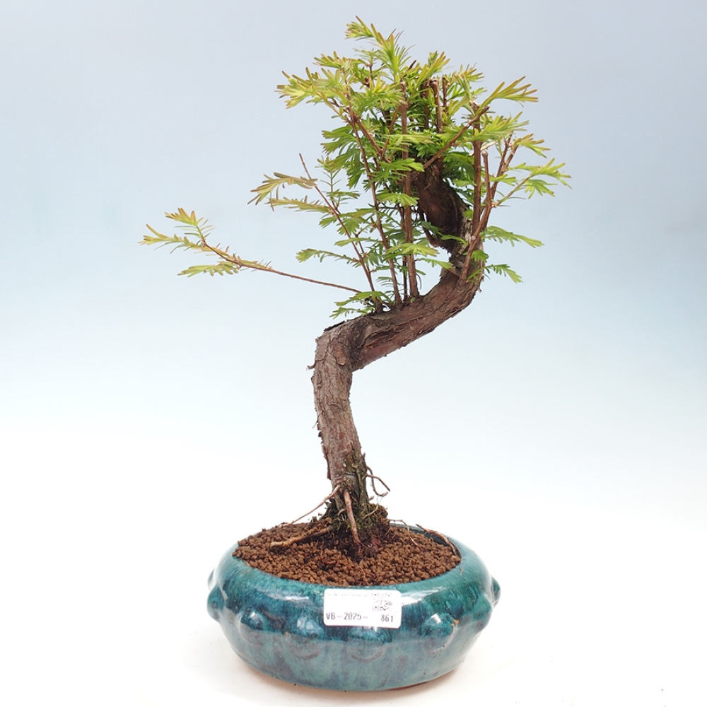 Venkovní bonsai - Metasequoia glyptostroboides - Metasekvoje čínská
