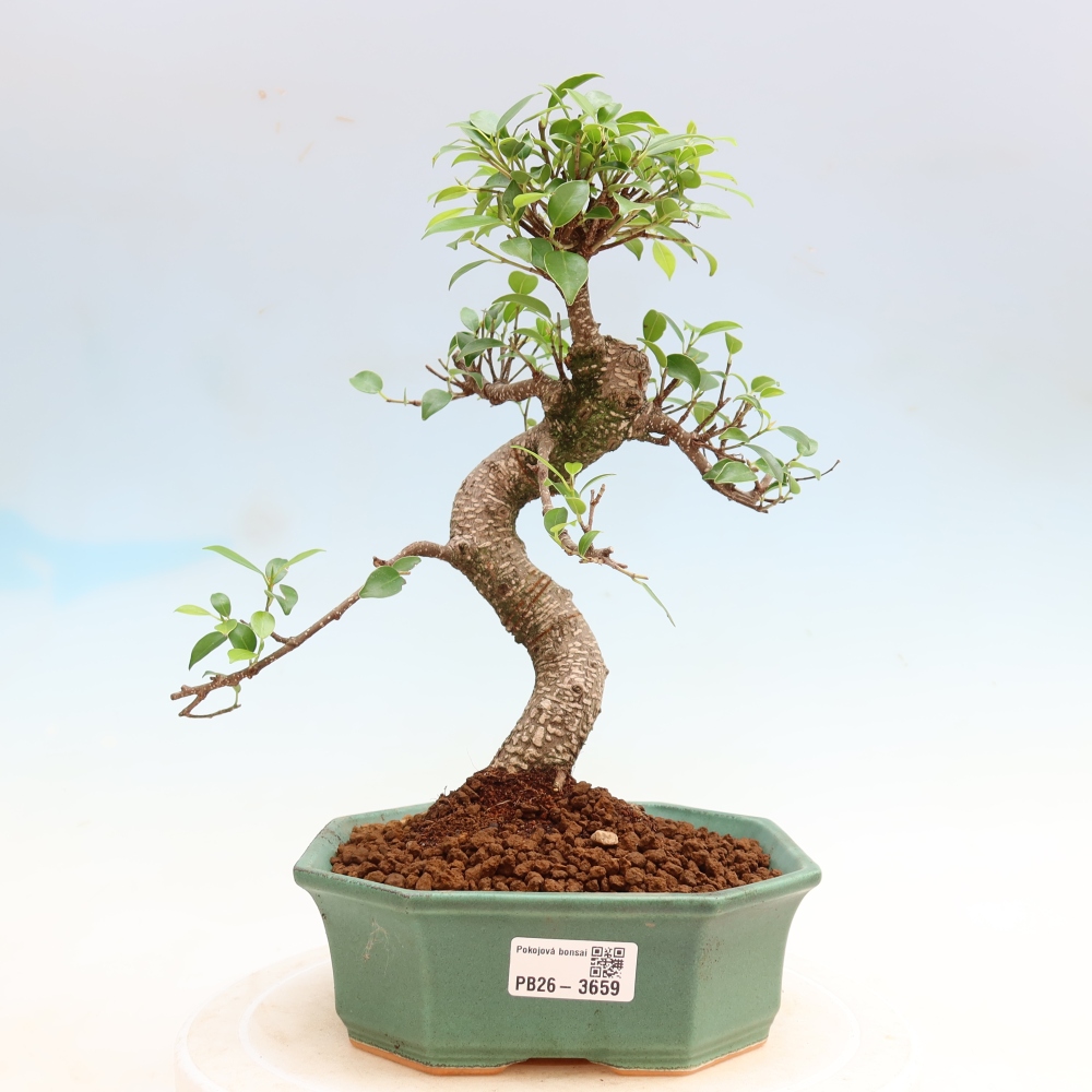 Pokojová bonsai - Ficus kimmen -  malolistý fíkus