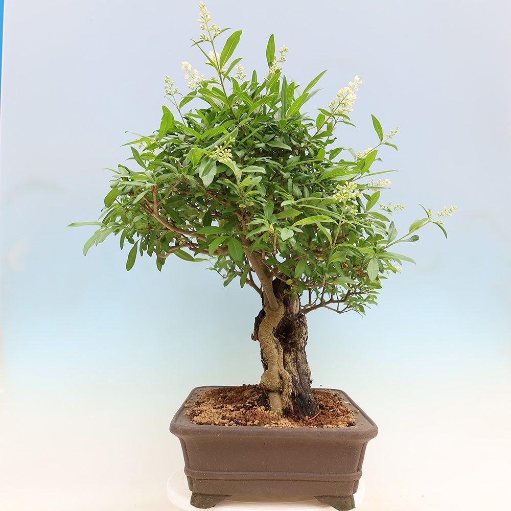 Venkovní bonsai - Ligustrum vulgare - Ptačí zob