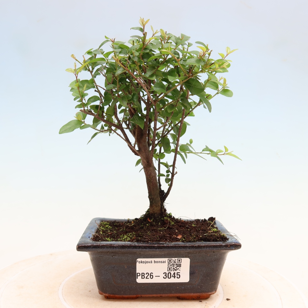 Pokojová bonsai - Sagerécie thea - Sagerécie thea