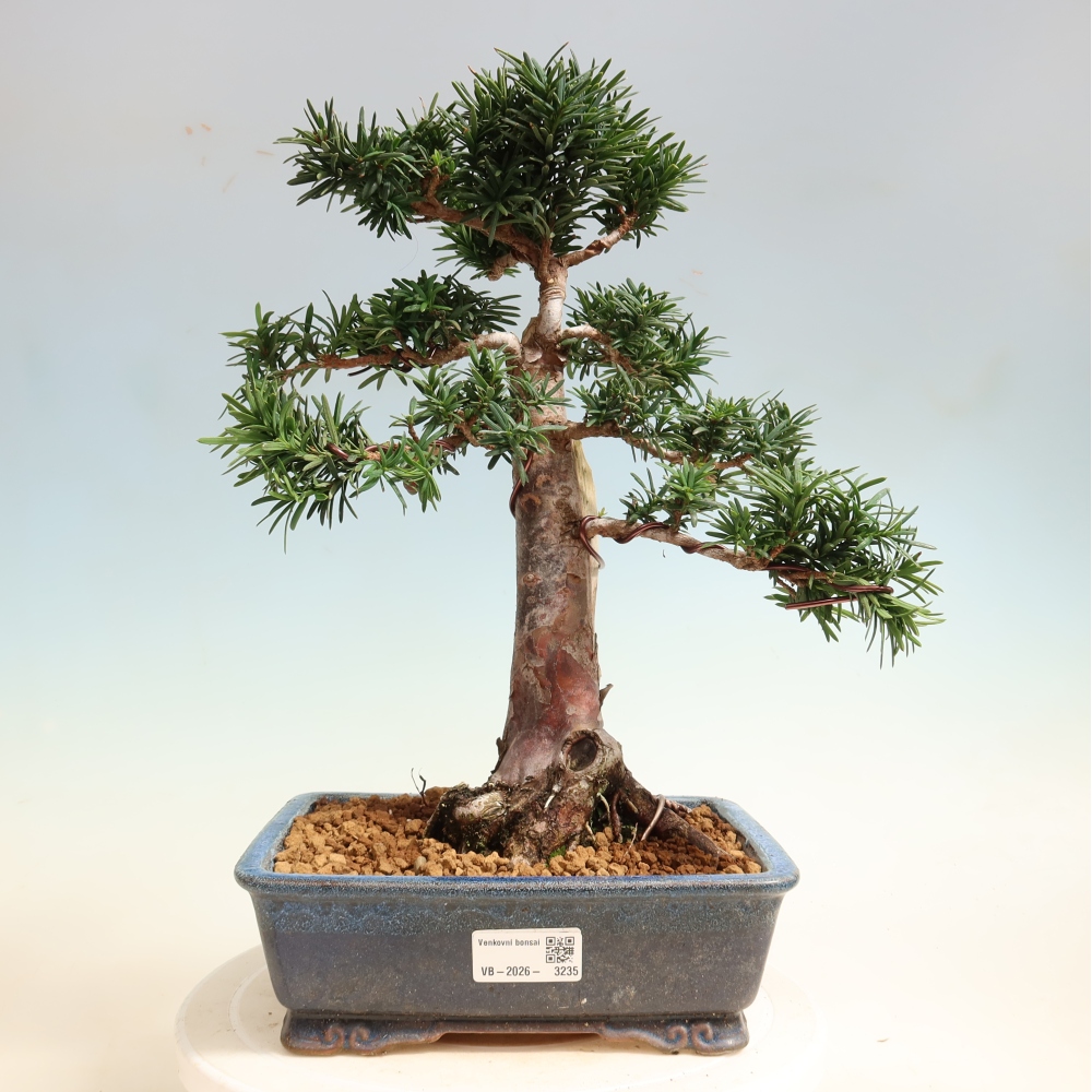 Venkovní bonsai - Taxus cuspidata  - Tis japonský