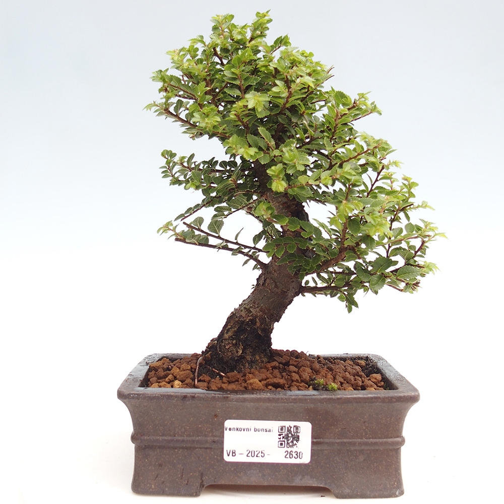 Venkovní bonsai - Ulmus parvifolia Hokkaido - jilm Čínský