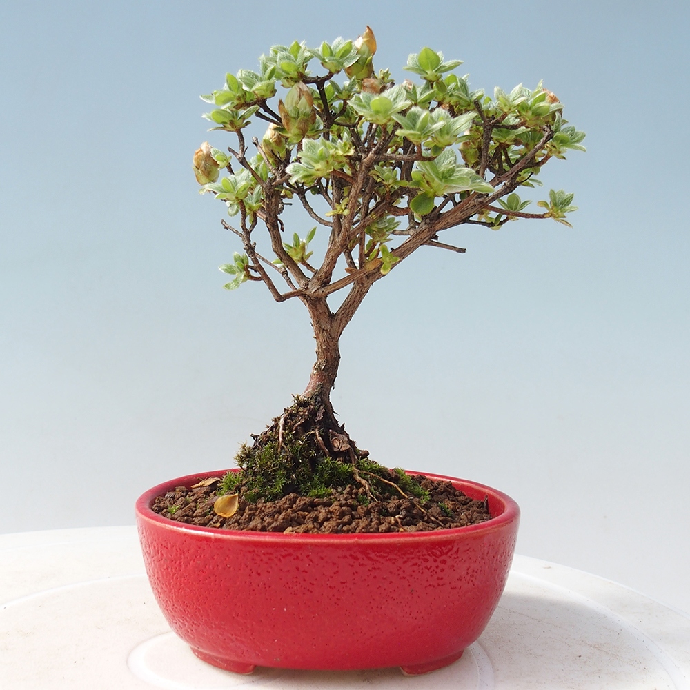 Venkovní bonsai - Rhododendron indicum - Japonská azalka