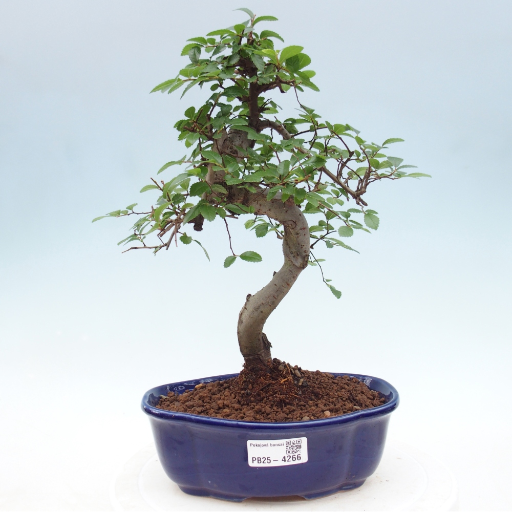 Pokojová bonsai - Ulmus parvifolia - Malolistý jilm