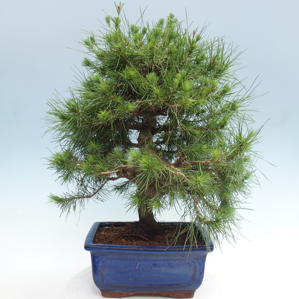 Pokojová bonsai-Pinus halepensis-Borovice alepská