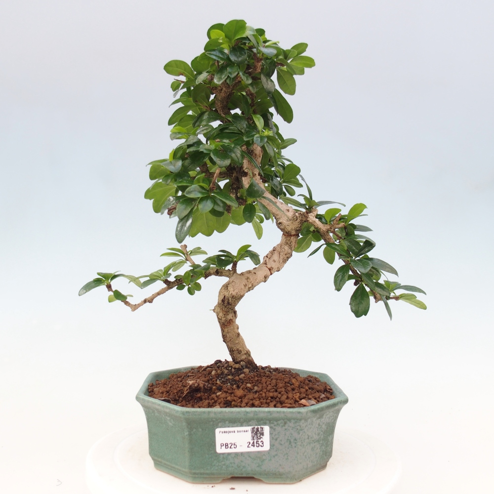 Pokojová bonsai - Carmona macrophylla - Čaj fuki