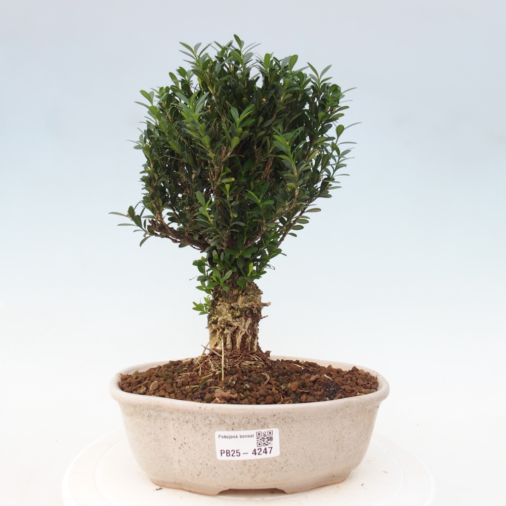 Pokojová bonsai - Buxus harlandii - korkový buxus