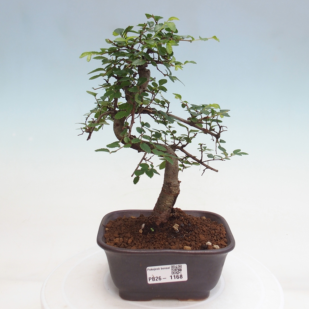 Pokojová bonsai - Ulmus parvifolia - Malolistý jilm
