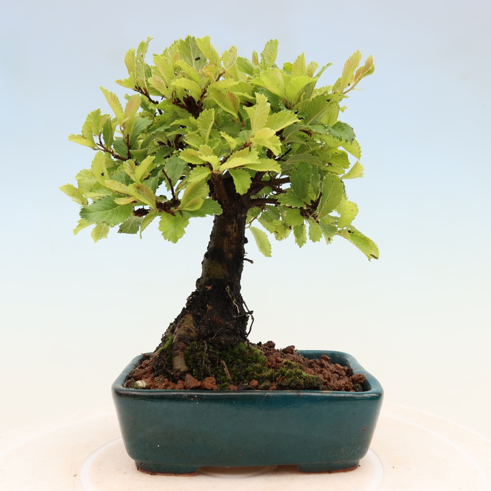 Venkovní bonsai - Zelkova - Zelkova NIRE