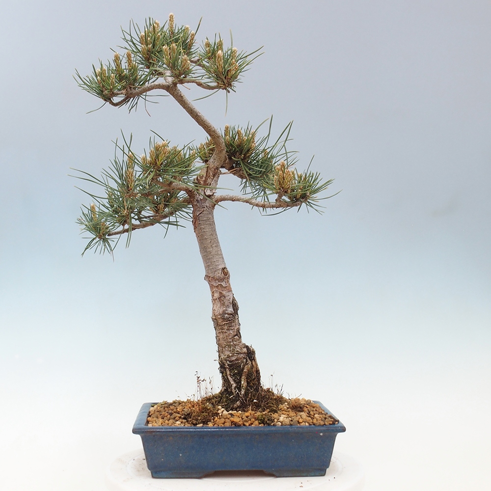 Venkovní bonsai - Pinus Sylvestris Watererri - Borovice lesní
