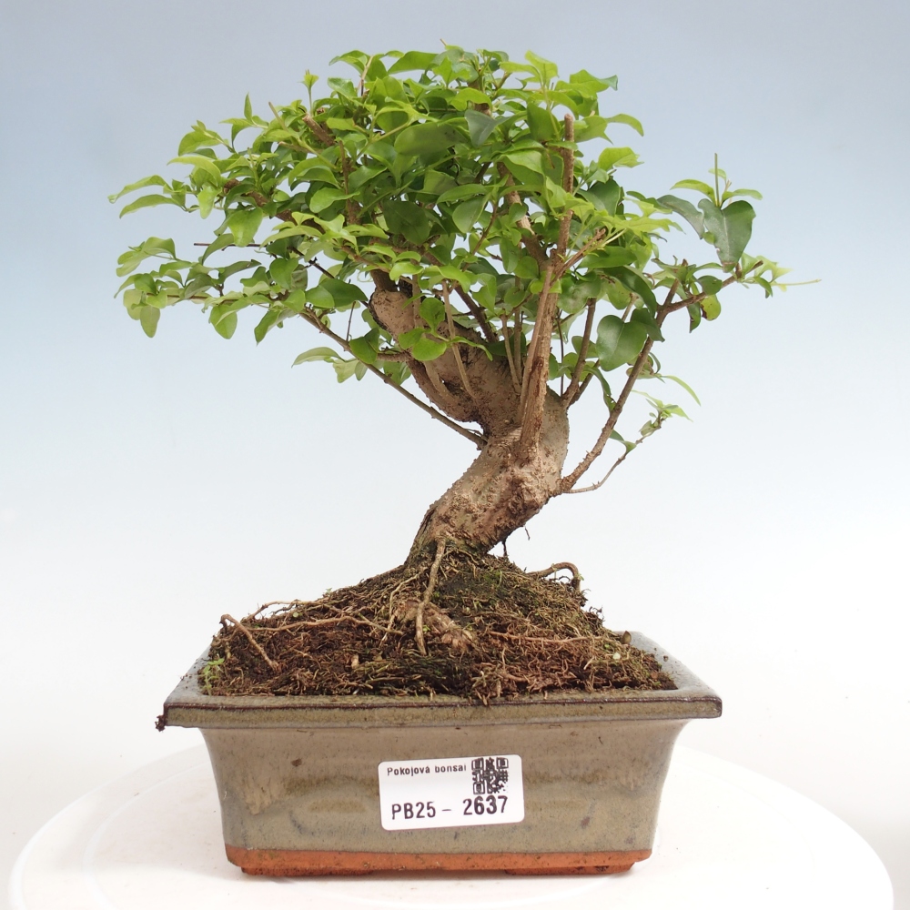 Pokojová bonsai -Ligustrum chinensis - Ptačí zob