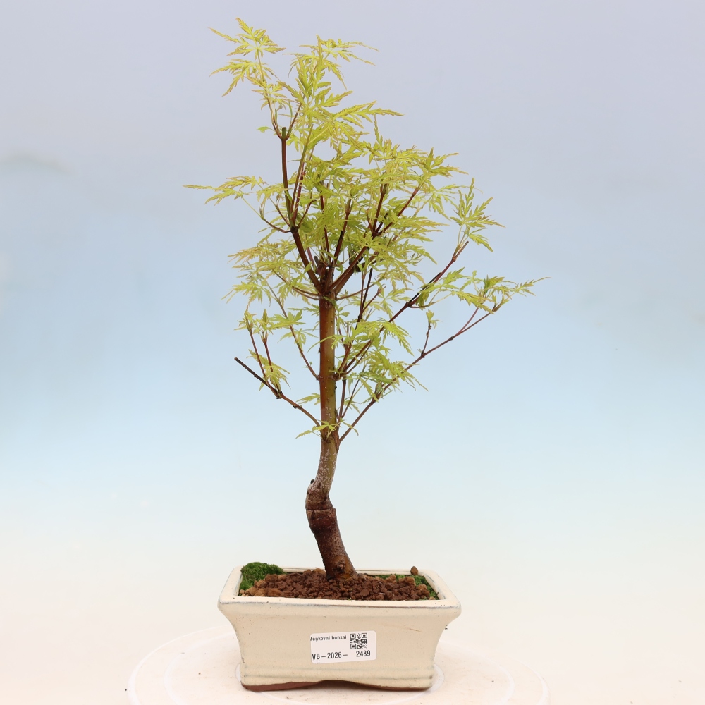 Venkovní bonsai - Acer palmatum Dissectum - Javor dlanitolistý 