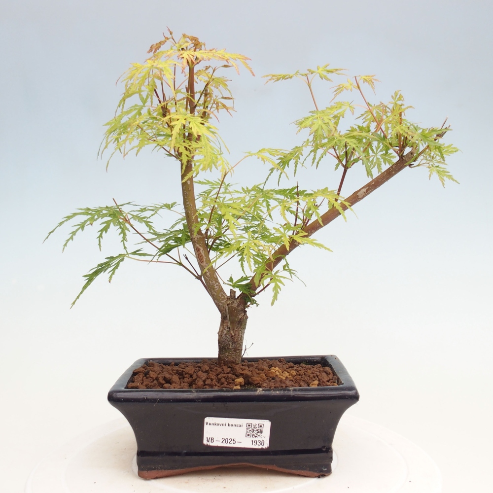 Venkovní bonsai - Acer palmatum Dissectum - Javor dlanitolistý 