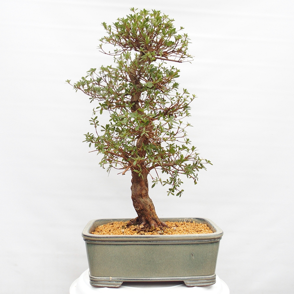 Venkovní bonsai - Japonská azalka - Azalea satsuki