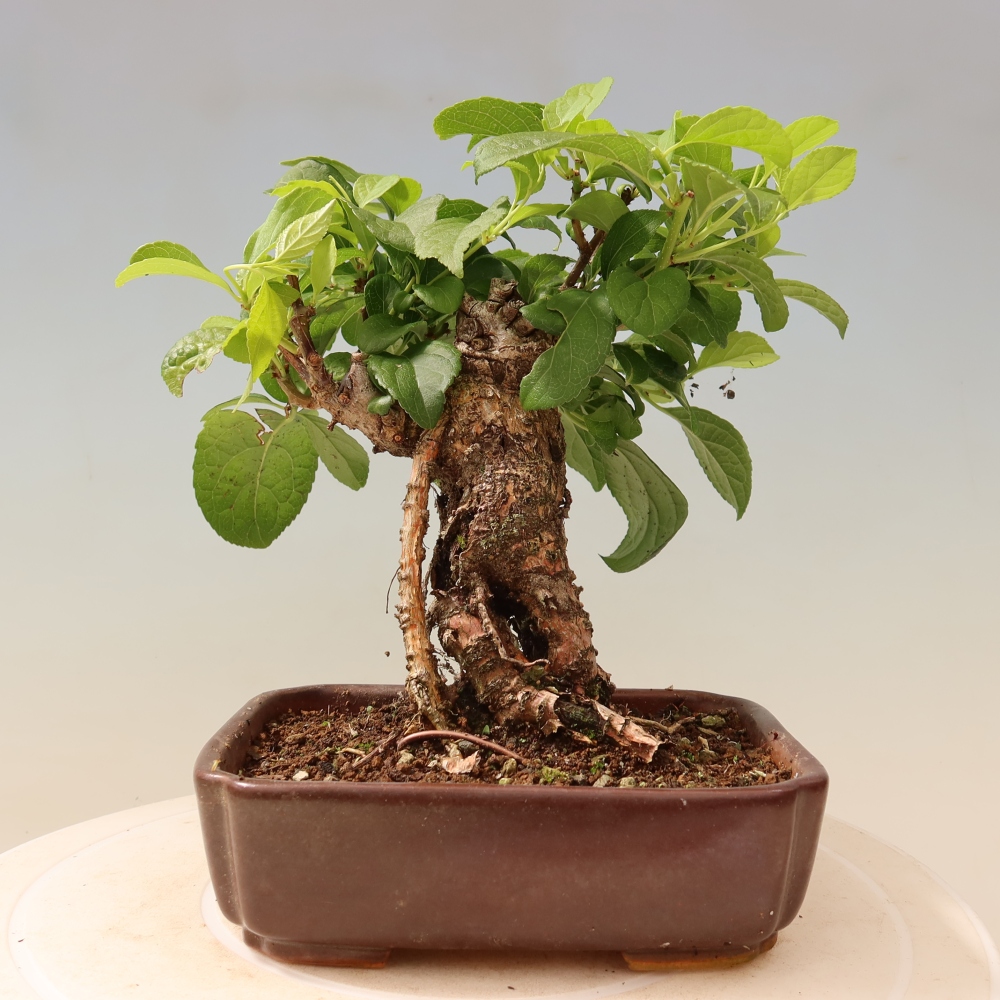 Venkovní bonsai - Celastrus  orbiculatus - Jesenec okrouhlolistý
