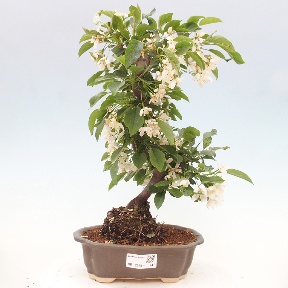 Venkovní bonsai - Malus sargentii -  Maloplodá jabloň