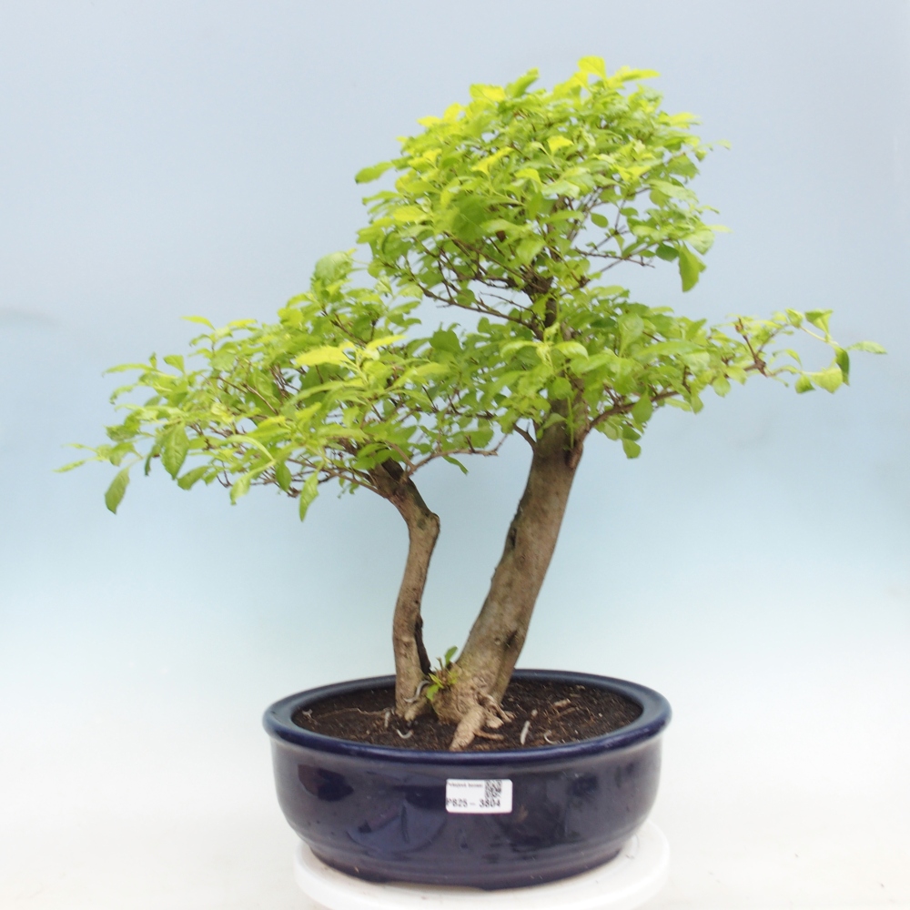 Pokojová bonsai - Duranta erecta Aurea