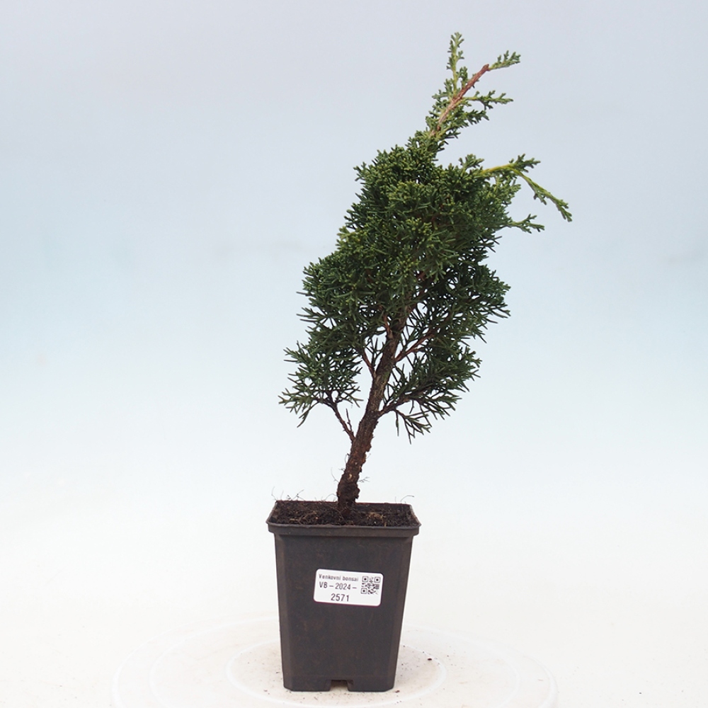 Venkovní bonsai - Juniperus chinensis Kishu -Jalovec čínský