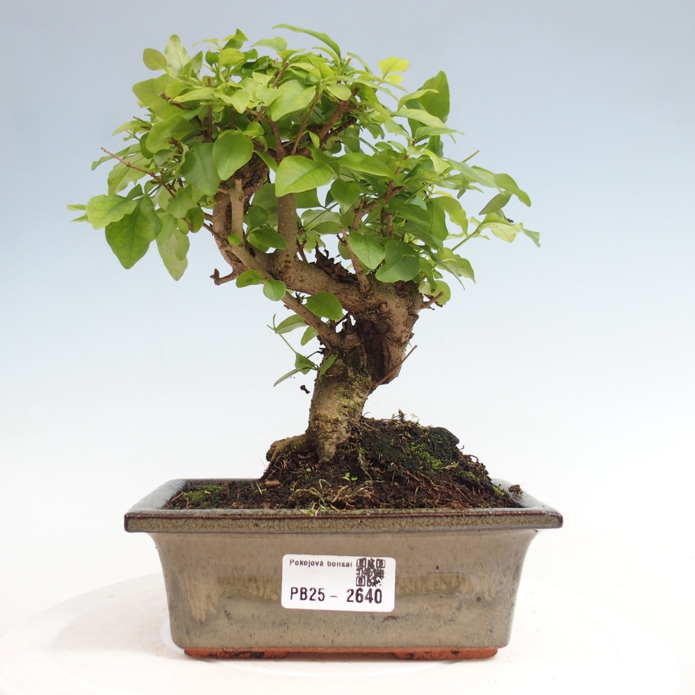 Pokojová bonsai -Ligustrum chinensis - Ptačí zob