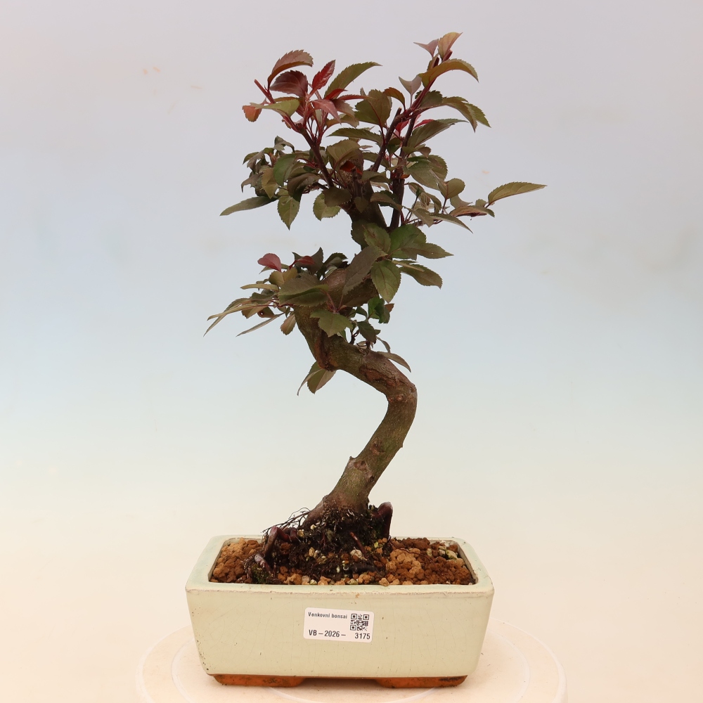 Venkovní bonsai -Malus domestica - Maloplodá jabloň červenolistá
