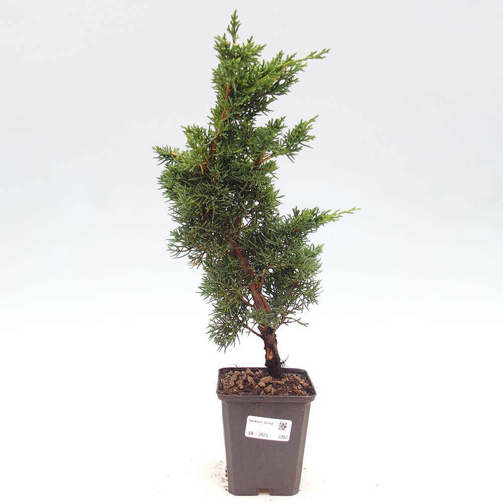 Venkovní bonsai - Juniperus chinensis Kishu -Jalovec čínský