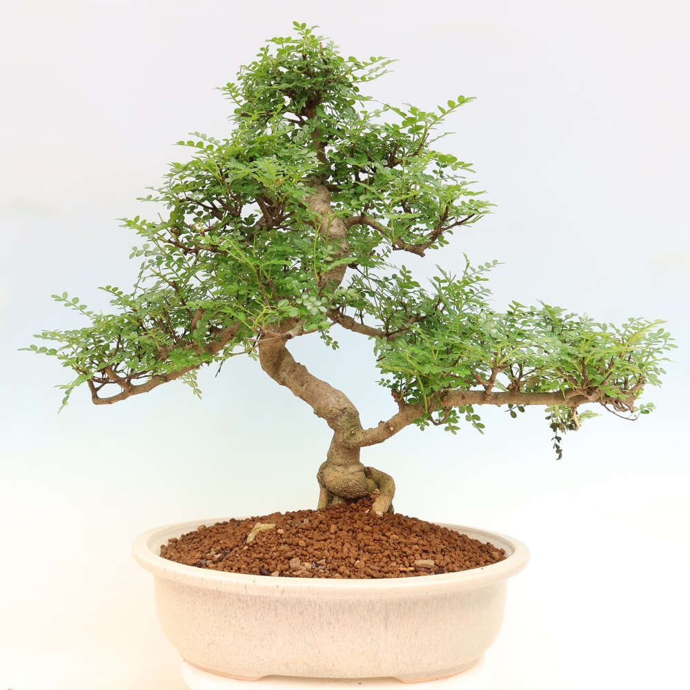 Pokojová bonsai - Zantoxylum piperitum - pepřovník