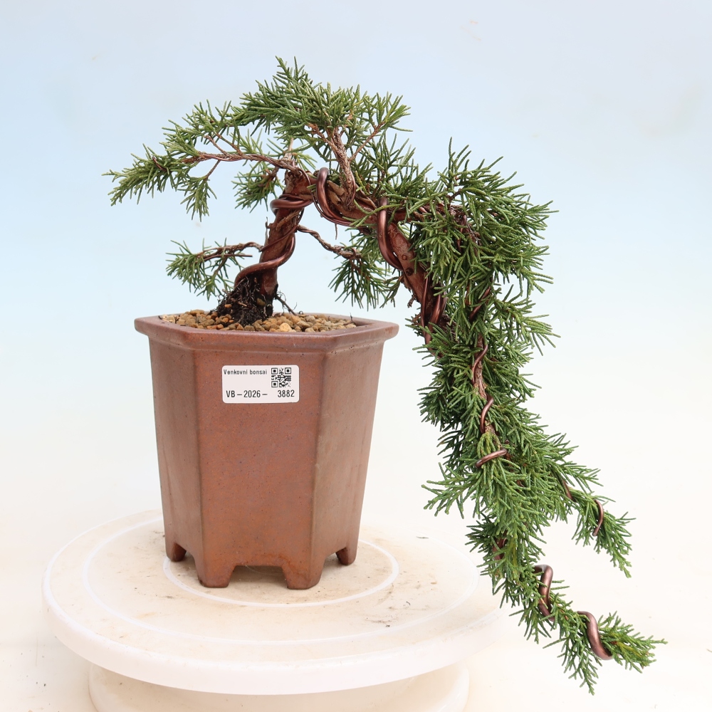 Venkovní bonsai - Juniperus chinensis Kishu -Jalovec čínský
