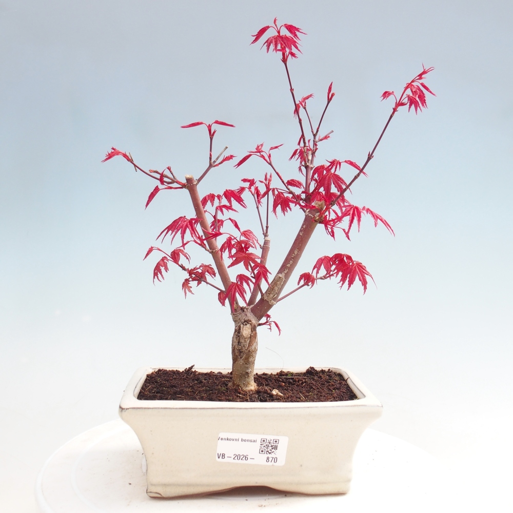 Venkovní bonsai - Javor dlanitolistý - Acer palmatum DESHOJO