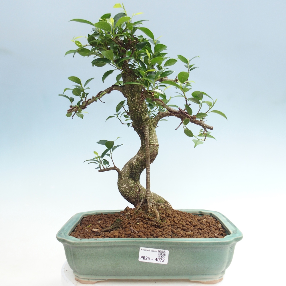 Pokojová bonsai - Ficus kimmen -  malolistý fíkus