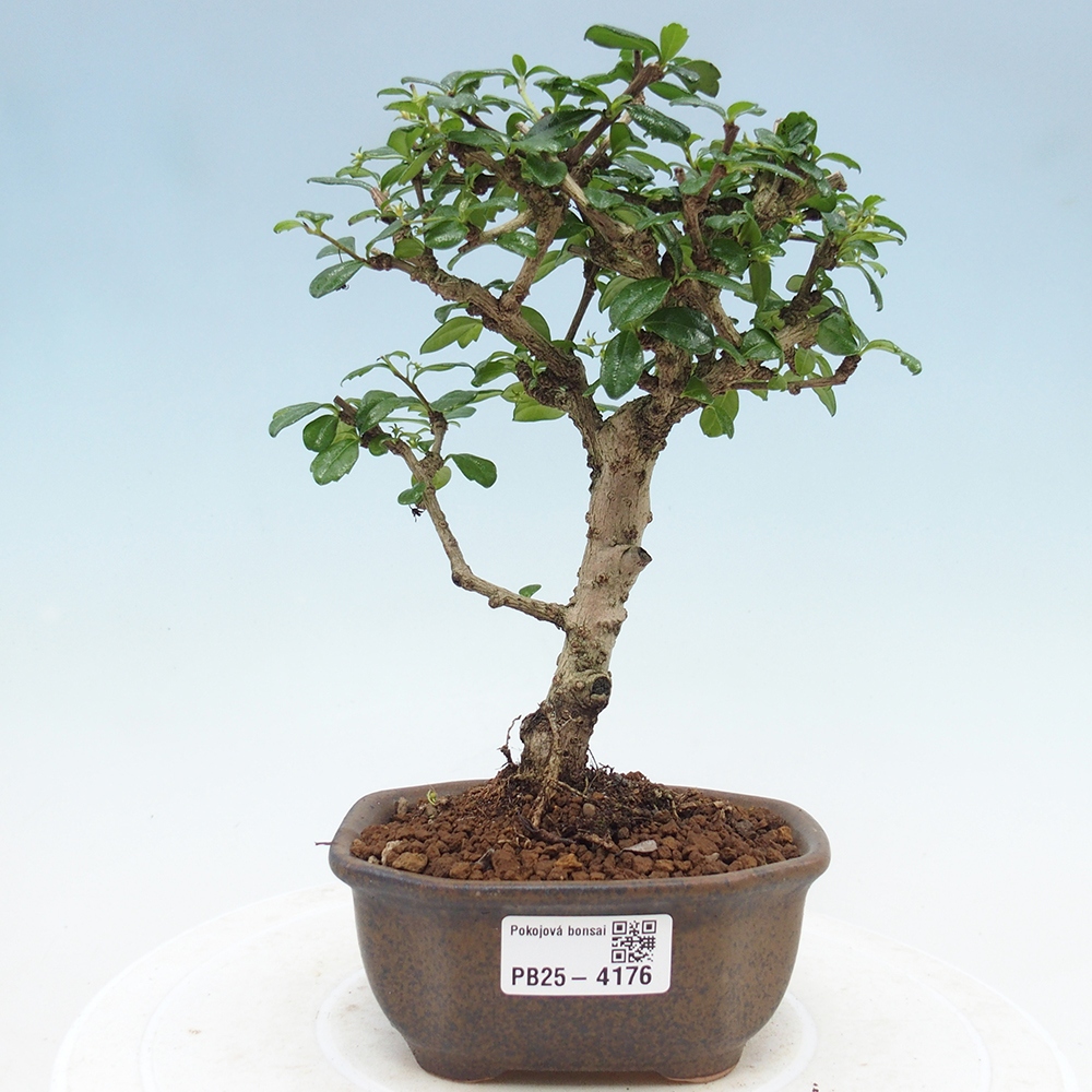 Pokojová bonsai - Carmona macrophylla - Čaj fuki