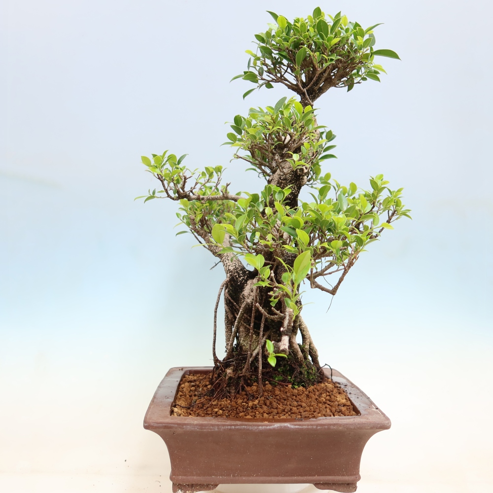 Pokojová bonsai - Ficus kimmen -  malolistý fíkus
