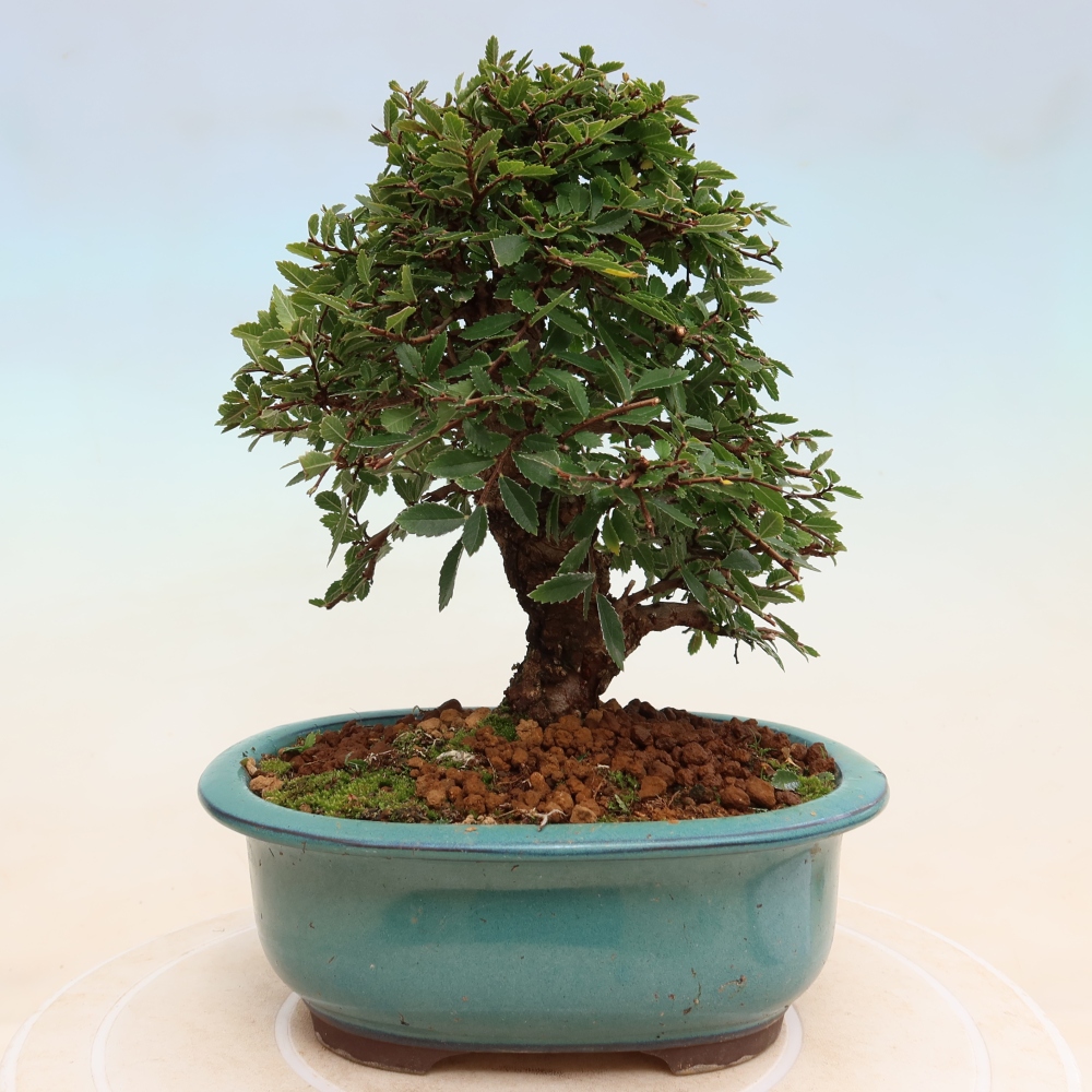 Venkovní bonsai - Zelkova - Zelkova NIRE
