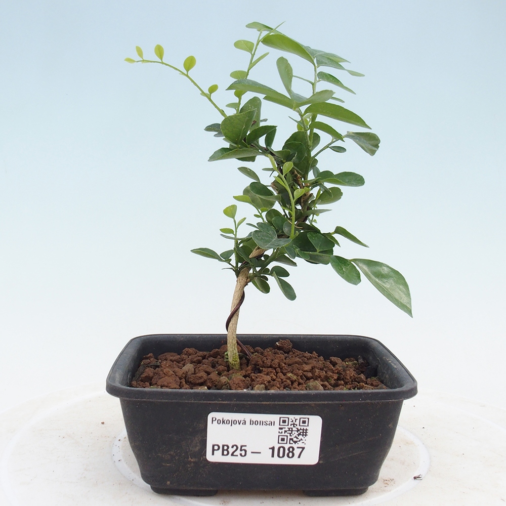 Pokojová bonsai - Muraya paniculata