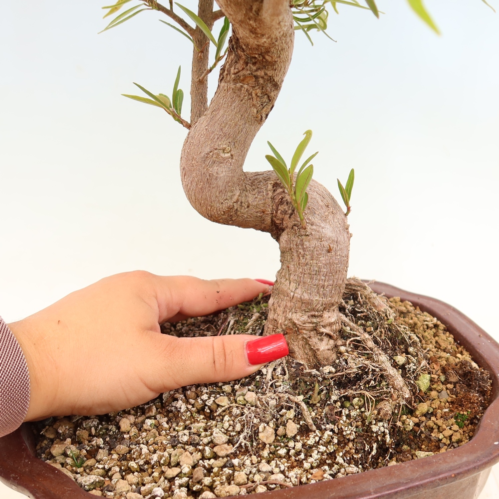 Pokojová bonsai - Ficus nerifolia -  malolistý fíkus