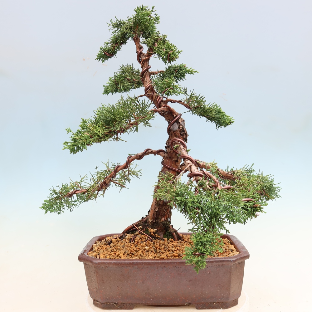 Venkovní bonsai - Juniperus chinensis Kishu -Jalovec čínský