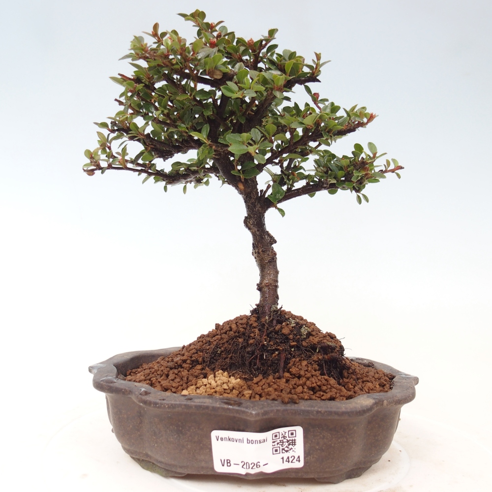 Venkovní bonsai - Cotoneaster horizontalis - Skalník