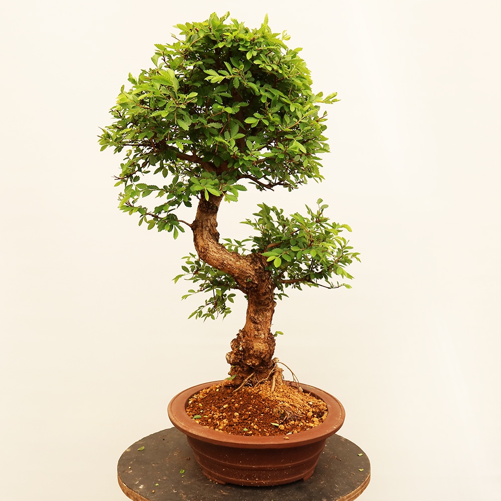 Venkovní bonsai - Zelkova - Zelkova NIRE