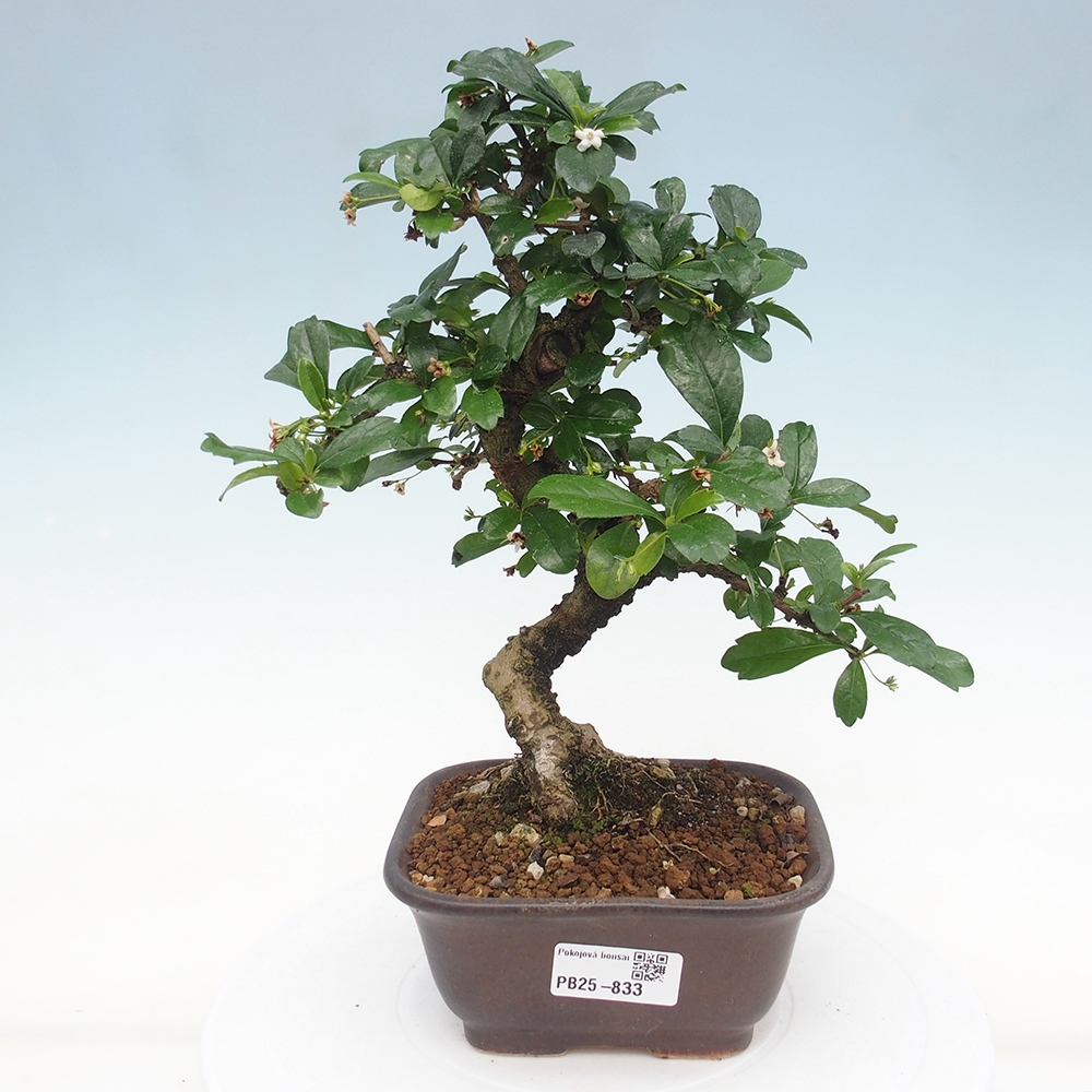 Pokojová bonsai - Carmona macrophylla - Čaj fuki