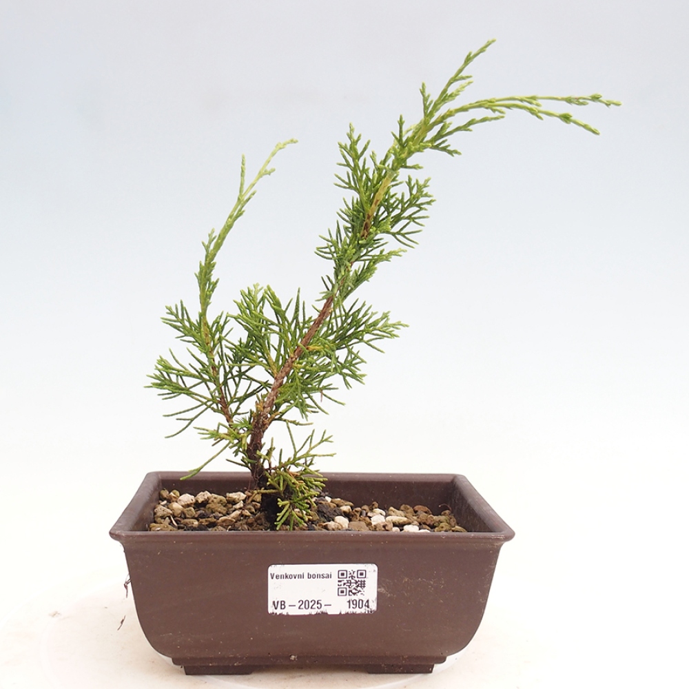 Venkovní bonsai - Juniperus chinensis Itoigawa -Jalovec čínský